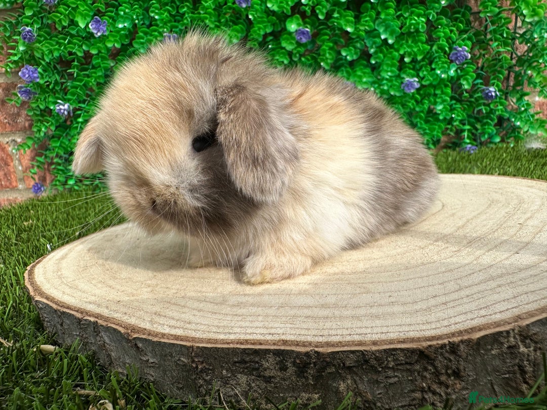 Mini Lop rabbits for sale: Stunning mini lops - Image 39
