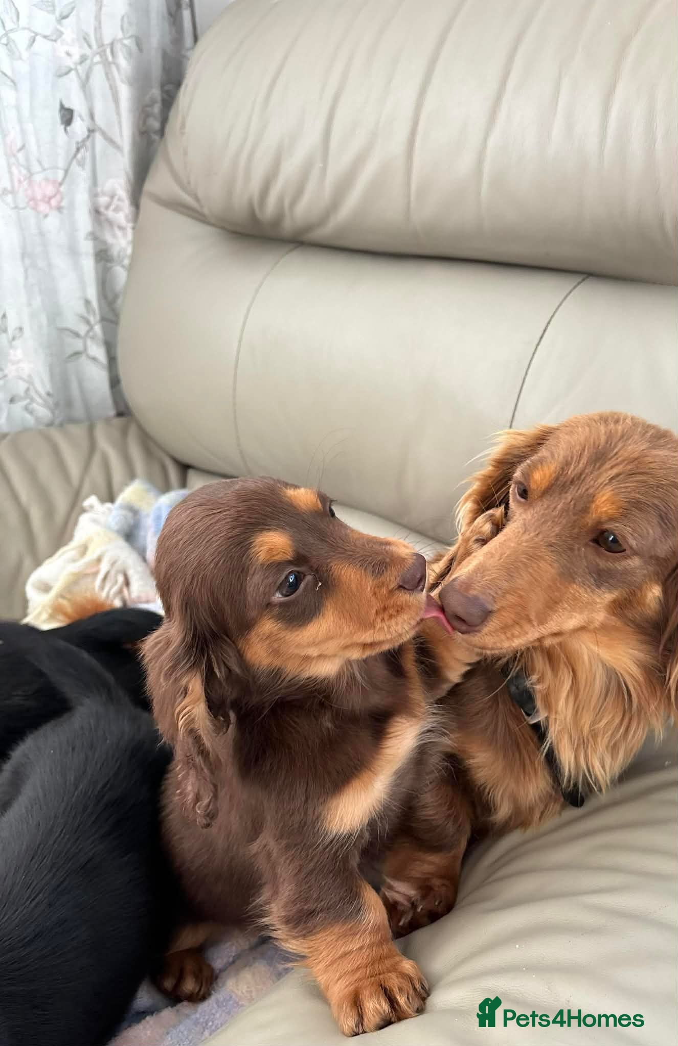 Dachshund dogs Miniature long-haired dachshund - Advert 2