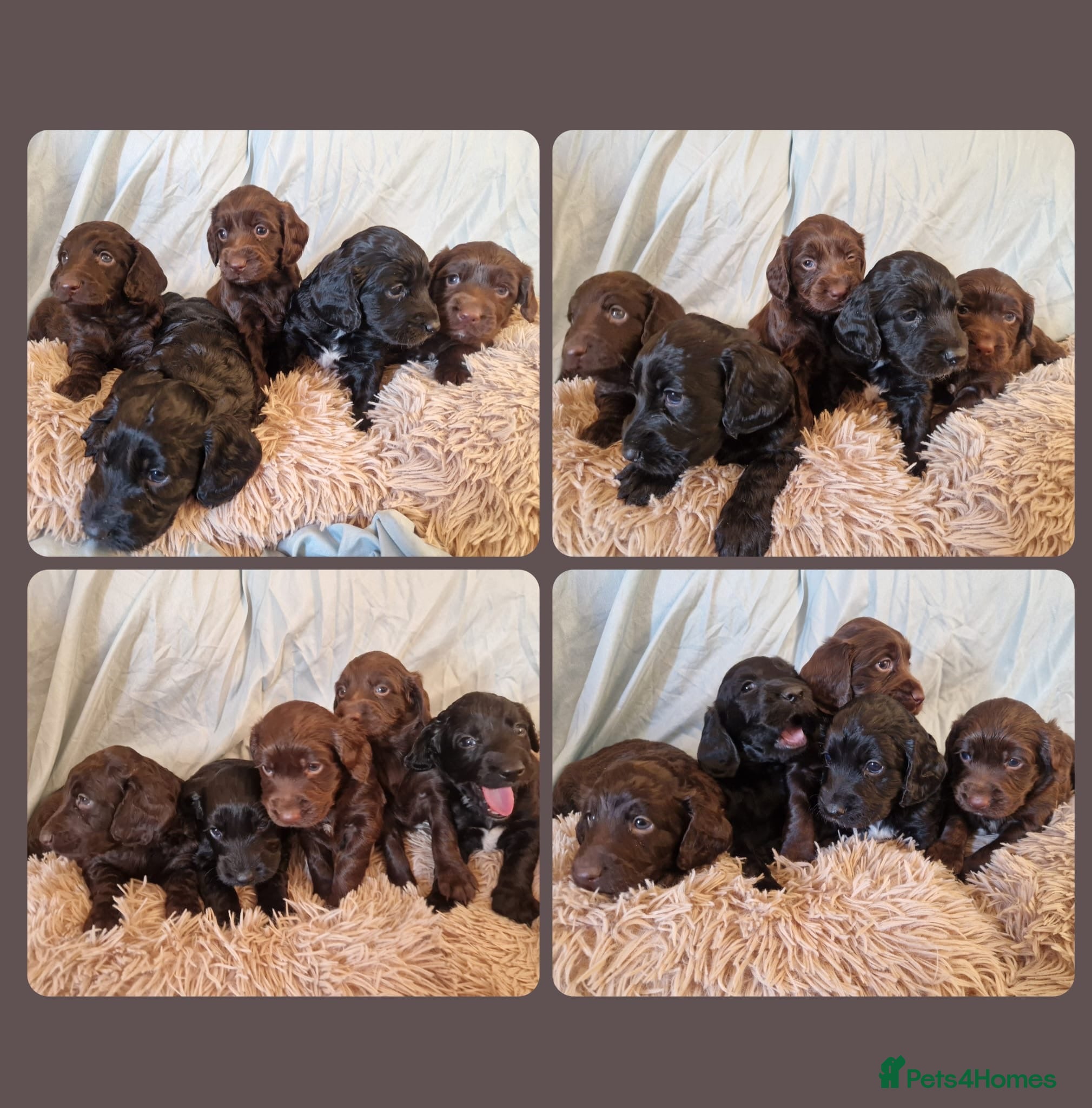 Cockapoo dogs F1b Cockapoo Puppies for sale 🐾🐾 - Advert 6