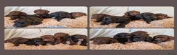 Cockapoo dogs for sale: F1b Cockapoo Puppies, Forever Home Ready 🐕‍🦺🐾 - Advert 1