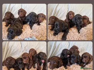 Cockapoo dogs F1b Cockapoo Puppies, Forever Home Ready 🐕🦺🐾 - Advert 6