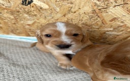 Cocker Spaniel dogs for sale: KC Registered working Cocker Spaniel Puppies  - Image 3