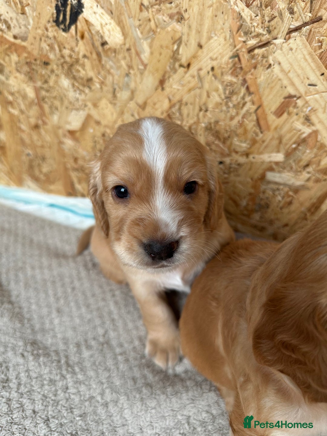 Cocker Spaniel dogs for sale: KC Registered working Cocker Spaniel Puppies  - Image 3