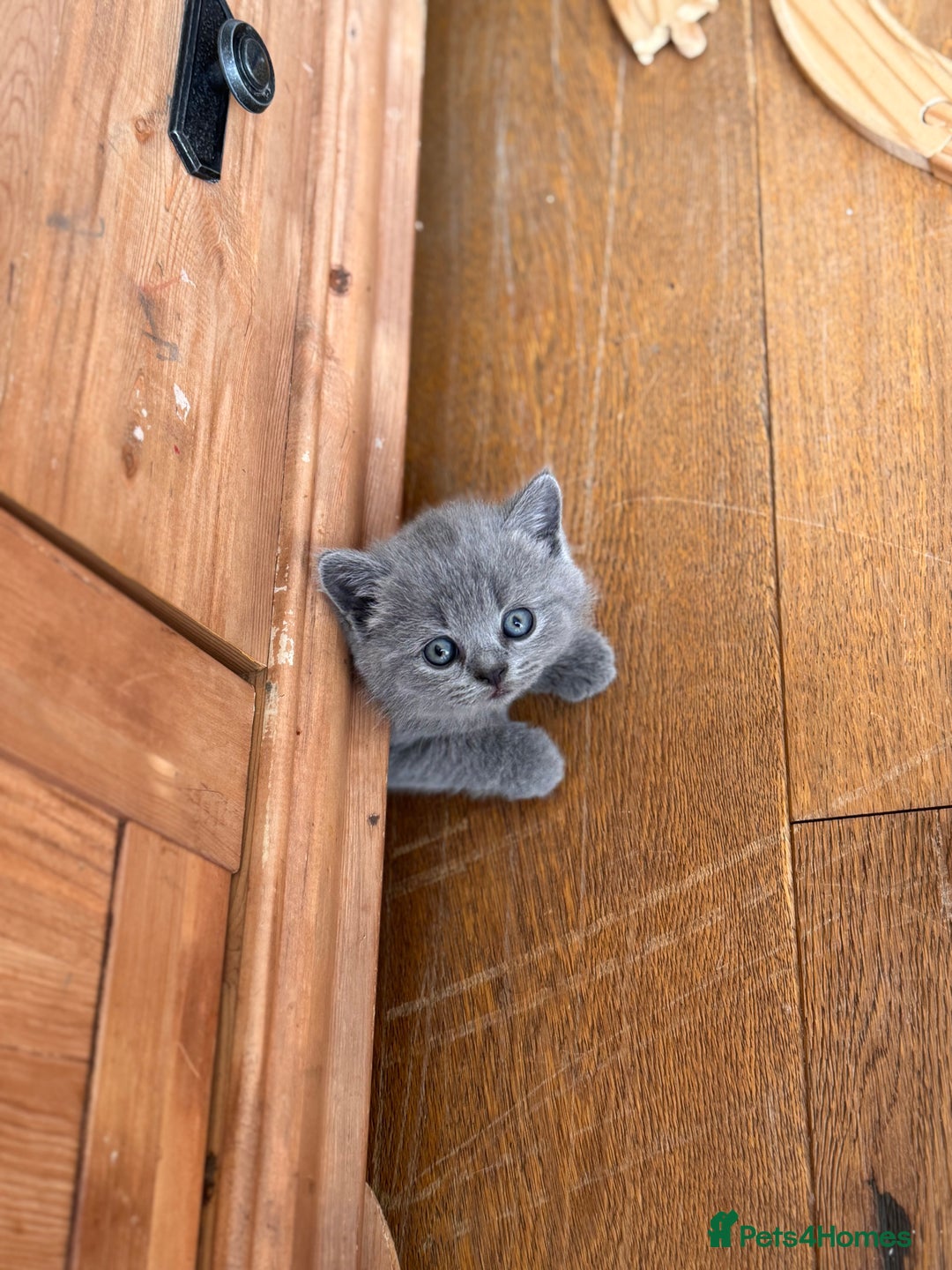 British Shorthair cats for sale: 🌟 Adorable British Shorthair Kittens – Ready! 🌟 - Image 21