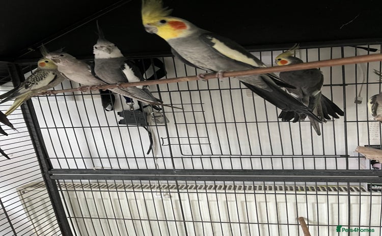 Cockatiels birds 7 Cocktails + 2 Lovebirds .. for Sale £300 - Advert 1