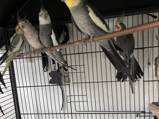 Cockatiels birds 7 Cocktails + 2 Lovebirds .. for Sale £300 - Advert 2