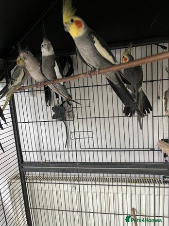 Cockatiels birds 7 Cocktails + 2 Lovebirds .. for Sale £300 - Advert 1