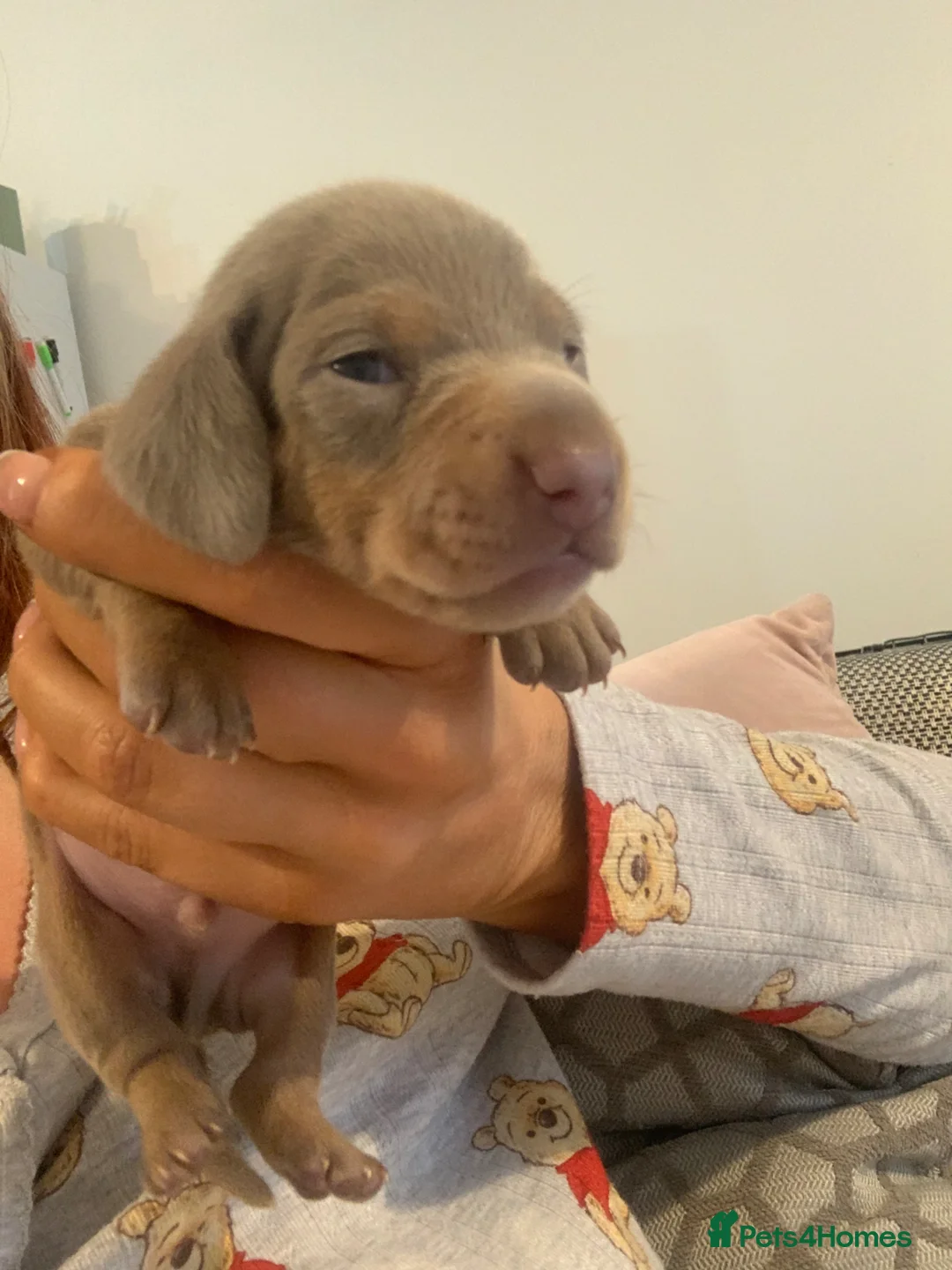 Miniature Dachshund dogs for sale: KC Registered Dachshund Puppies in Derby - Advert 2