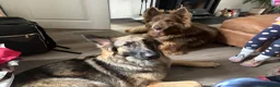 German Shepherd dogs for sale: Looking for her forever home  - Advert 6