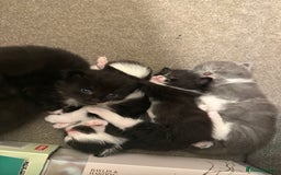 Domestic Shorthair cats for sale: ✨4 Loving Kittens Ready Now ✨ - Advert 6