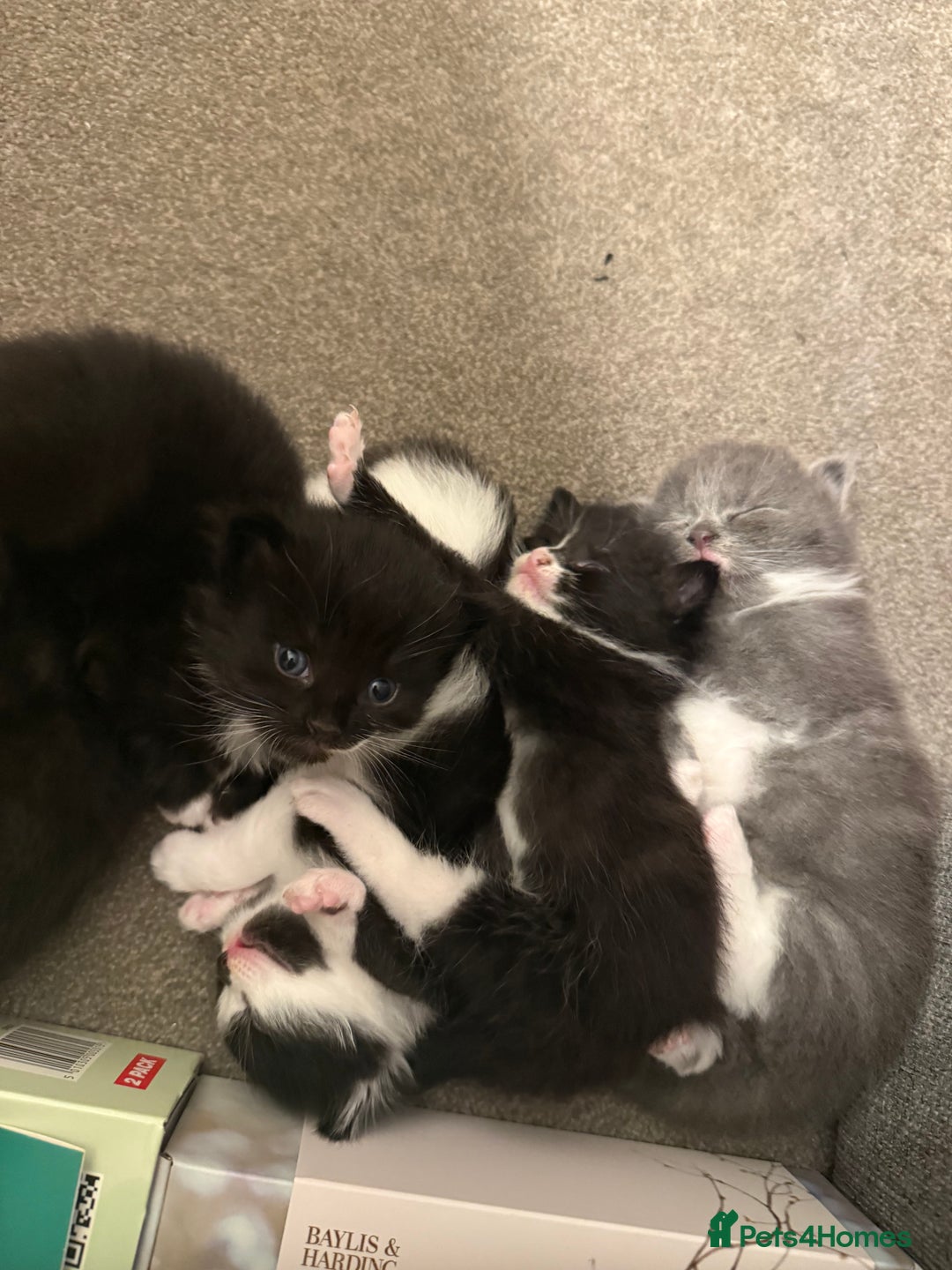 Domestic Shorthair cats for sale: ✨4 Loving Kittens Ready Now ✨ - Advert 6