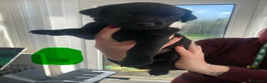 Labrador Retriever Puppy 3