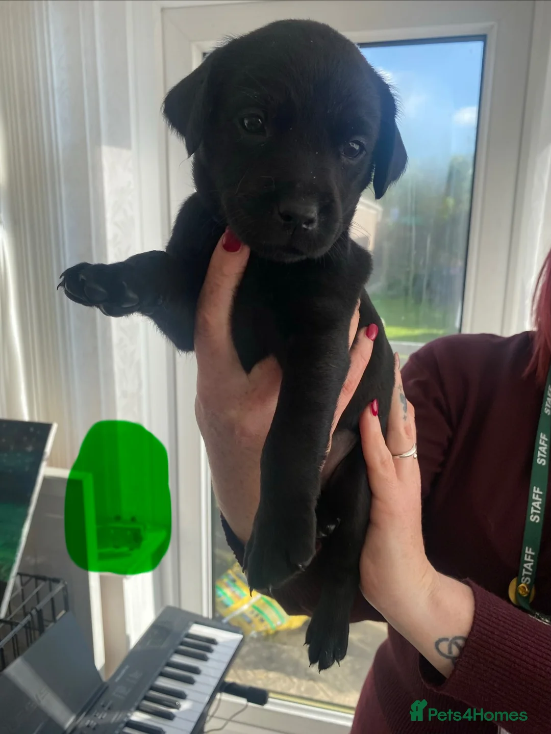 Labrador Retriever dogs for sale: Gamekeeper bred Working kc reg Labrador pups  in Doncaster - Advert 2
