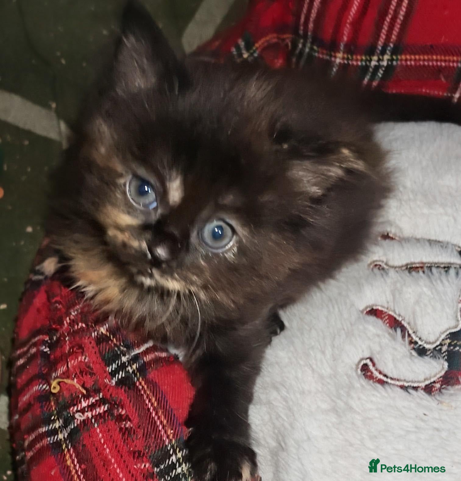 Mixed Breed cats 3 beautiful girls  - Advert 4