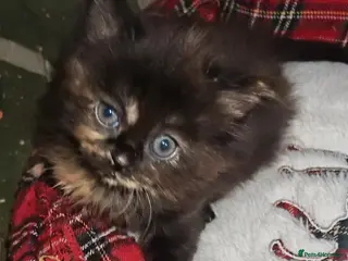 Mixed Breed cats 3 beautiful girls - Advert 4