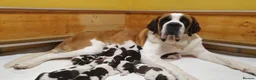 Saint Bernard dogs for sale: Beautiful Saint Bernard puppy - Advert 2