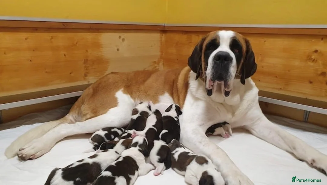 Saint Bernard dogs for sale: Beautiful Saint Bernard puppy - Advert 2