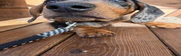 Dachshund dogs for sale: Dachshund for sale - Advert 3