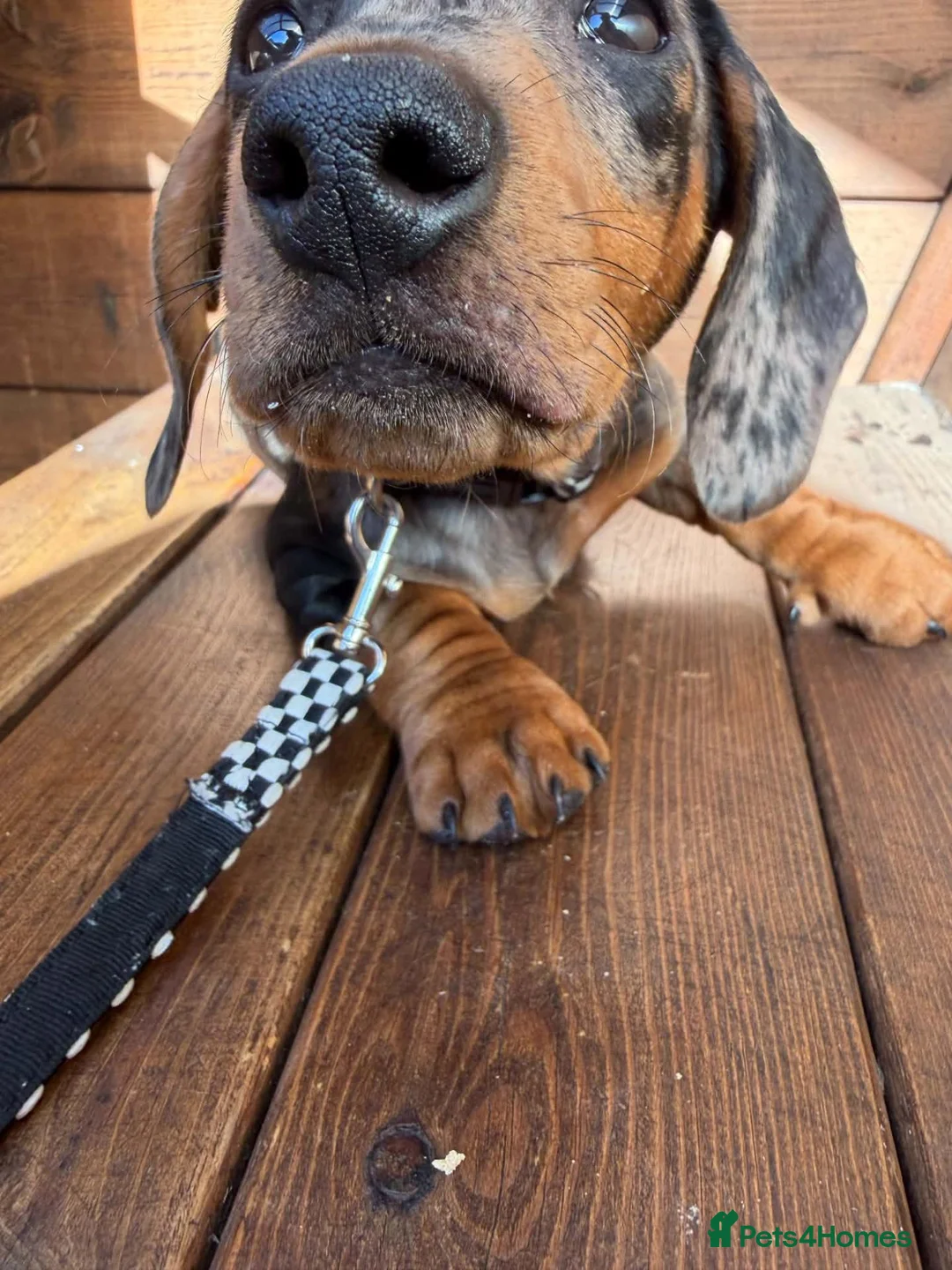 Dachshund dogs for sale: Dachshund for sale - Advert 3