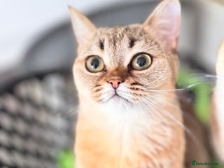 Scottish Fold cats Show quality straight girl - Advert 2