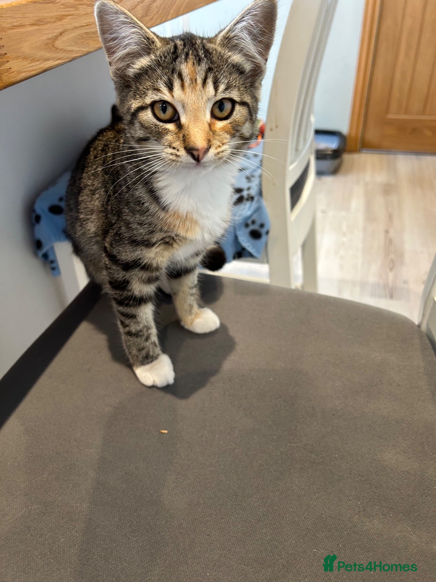 Mixed Breed cats Beautiful kitten for sale. - Advert 17