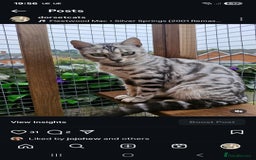 Bengal cats for sale: TICA Genetic & Health Tested Bengal Kittens  - Image 14