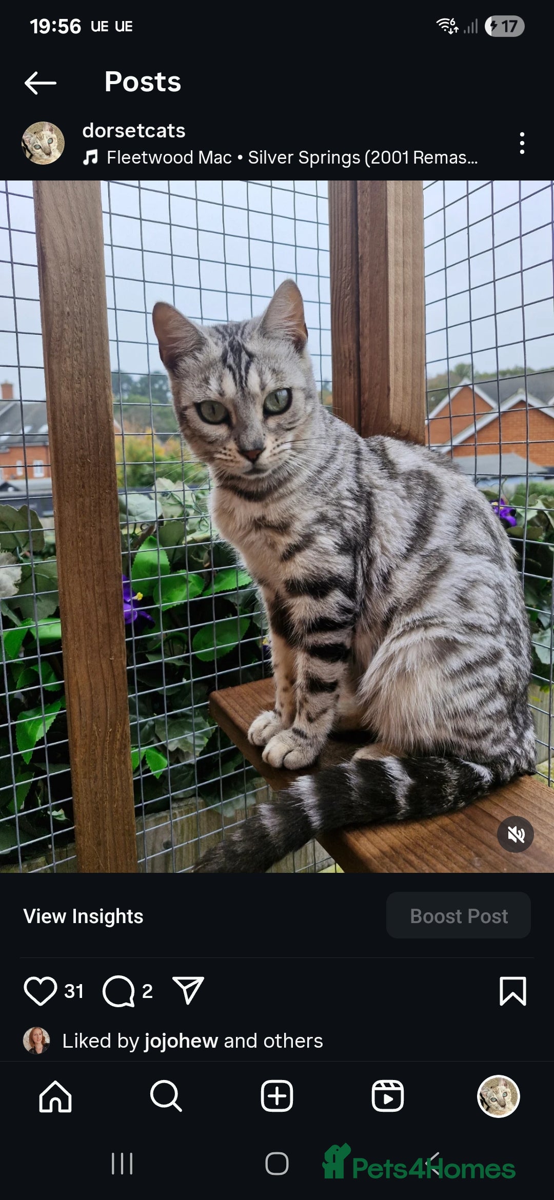 Bengal cats for sale: TICA Genetic & Health Tested Bengal Kittens  - Image 14