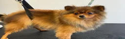 Pomeranian dogs for sale: Orange Sable Pomeranian Girl - Advert 3