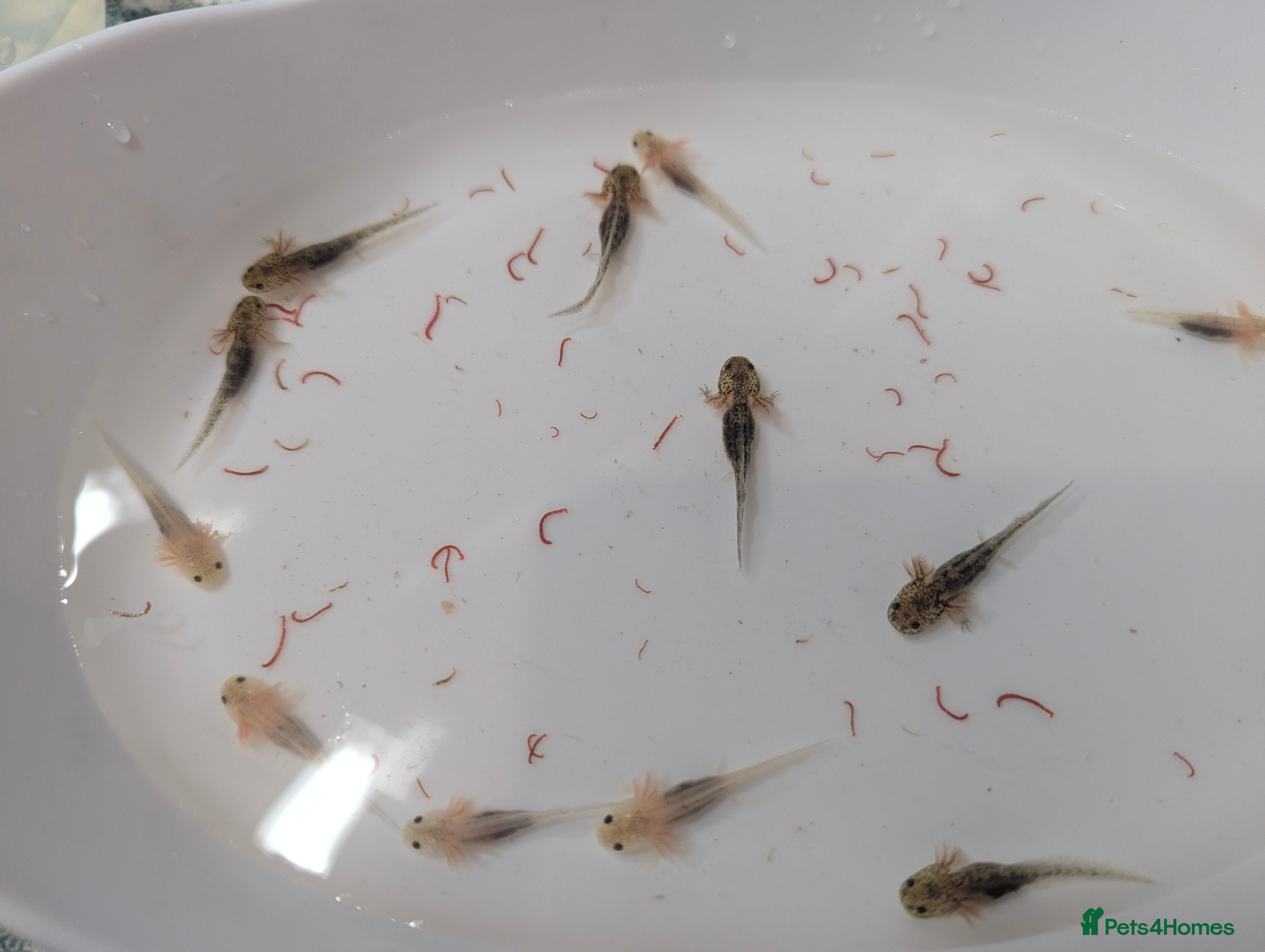 Axolotl reptiles Baby axoltis  - Advert 15