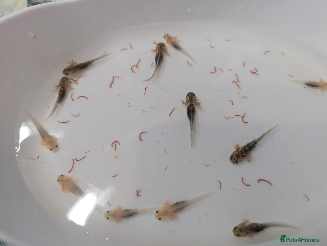 Axolotl reptiles for sale: Baby axoltis  - Advert 1