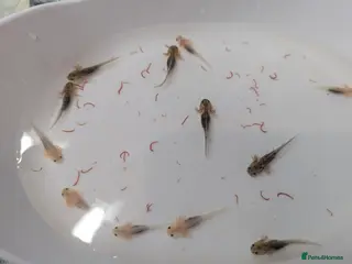 Axolotl reptiles Baby axoltis - Advert 15