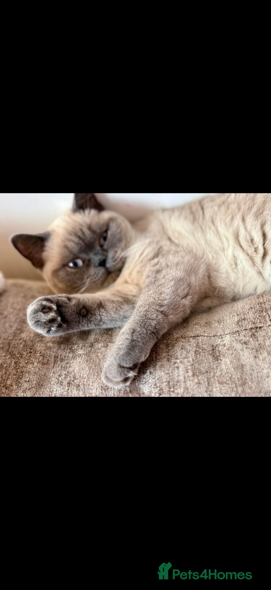 British Shorthair cats British short hair colourpoint - Advert 3