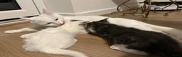 Mixed Breed cats for sale: Adorable litter of kittens  - Advert 2