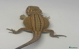 Bearded Dragon reptiles for sale: Baby beardies - Image 13