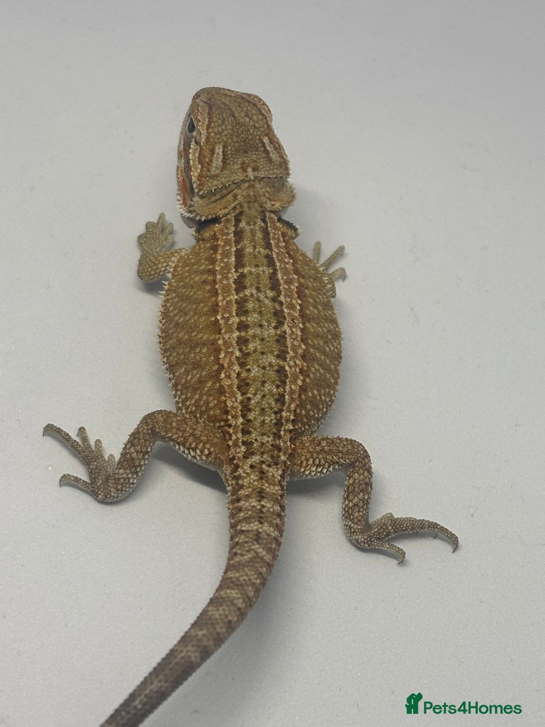 Bearded Dragon reptiles for sale: Baby beardies - Image 13