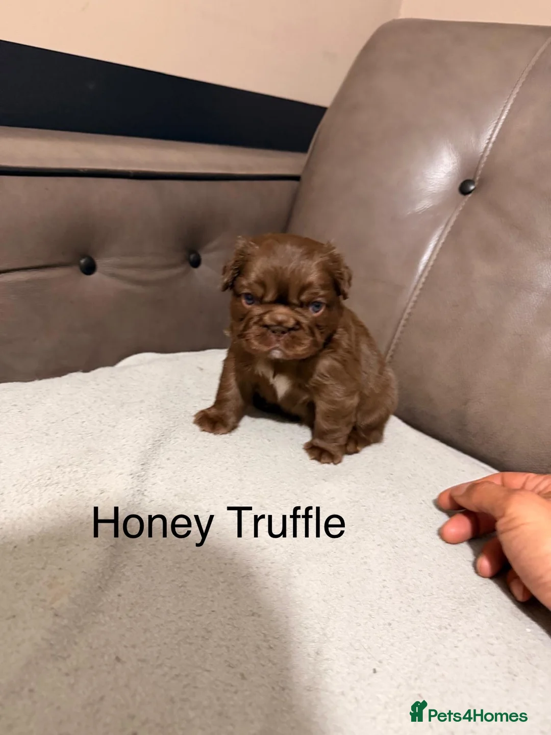 French Bulldog dogs for sale: French bulldog puppy  in Leeds - Advert 6