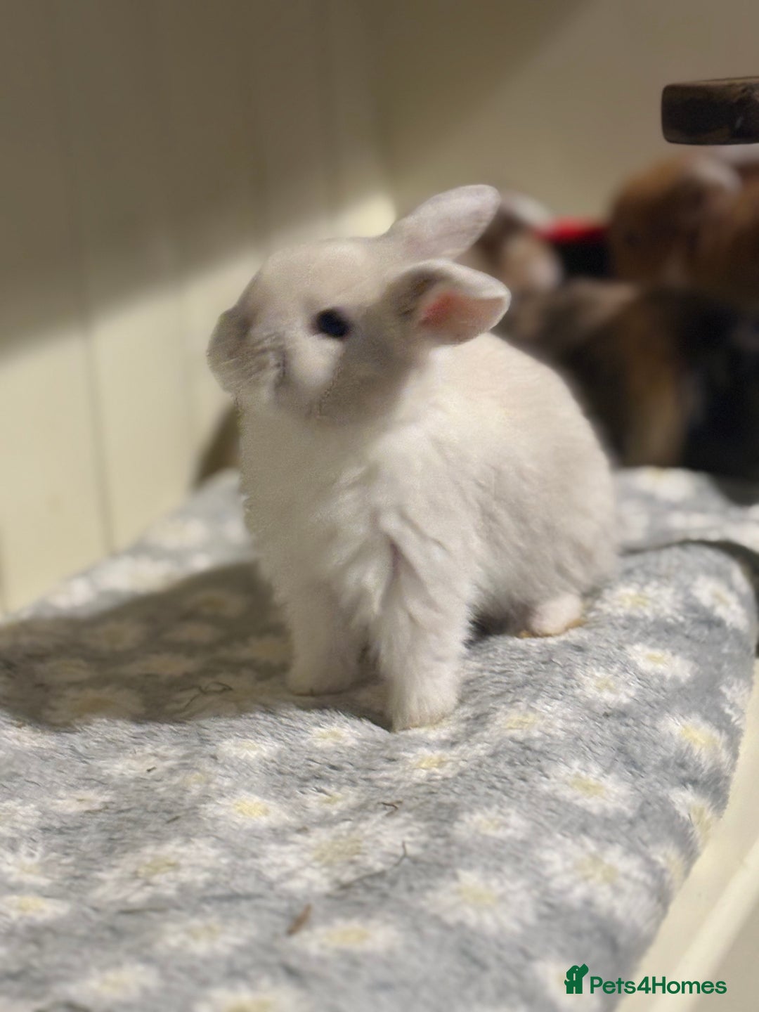 Mini Lop rabbits for sale: Vaccinated/raised indoors, mini lops and lion lop  - Advert 2