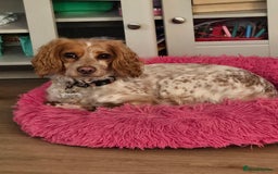 Cockapoo dogs for sale: Female cockerpoo - Image 10