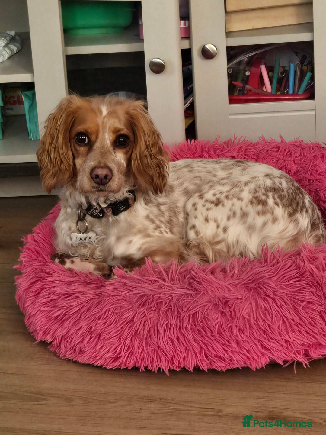 Cockapoo dogs for sale: Female cockerpoo - Image 10