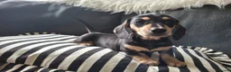 Miniature Dachshund dogs for sale: 🐾❤️KC Reg Miniature dachshunds  - Advert 2