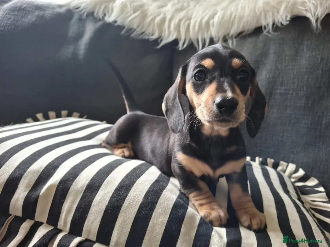 Miniature Dachshund dogs for sale: 🐾❤️KC Reg Miniature dachshunds  - Advert 2