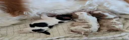 Cavalier King Charles Spaniel dogs for sale: Cavalier Puppies - Advert 1