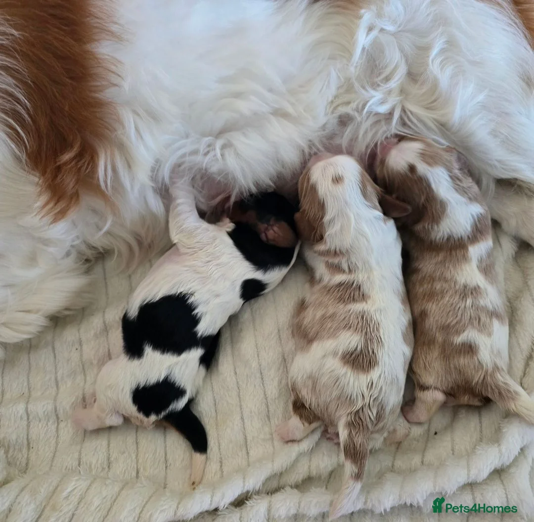 Cavalier King Charles Spaniel dogs for sale: Cavalier Puppies - Advert 1