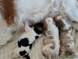 Cavalier King Charles Spaniel dogs Cavalier Puppies - Advert 9