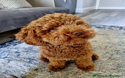Poochon dogs for sale: Beautiful Poochon Puppies - Image 19