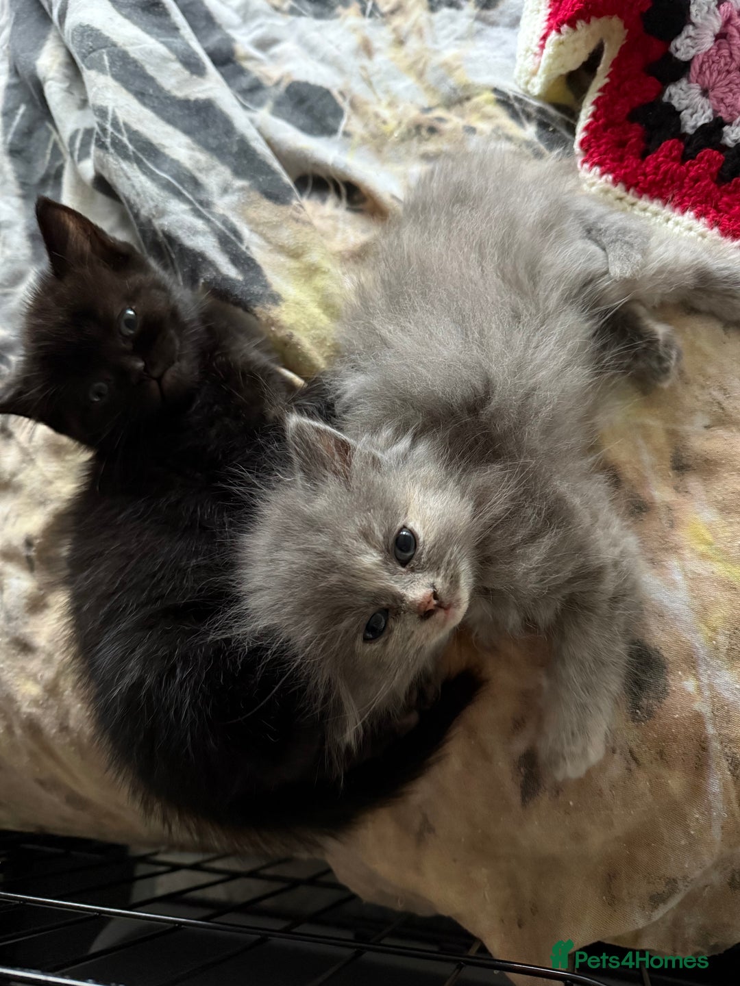 Ragdoll cats for sale: Ragdoll x British shorthair  - Advert 6