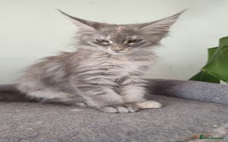 Maine Coon cats for sale: Maine Coon Kitten 3 - Fully health tested and Tica registered  - Image 25