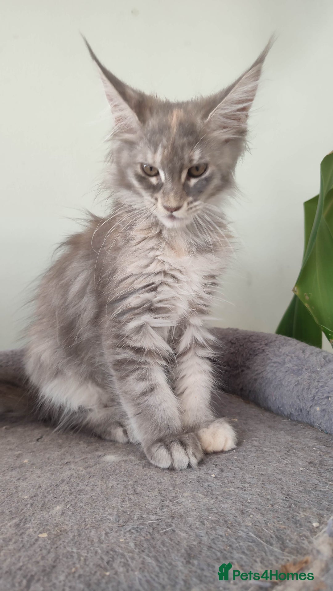 Maine Coon cats for sale: Maine Coon Kitten 3 - Fully health tested and Tica registered  - Image 25