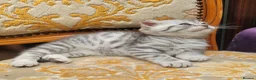 British Shorthair cats for sale:  Blue Snow Leopards looking for forever family in Croydon - Advert 20
