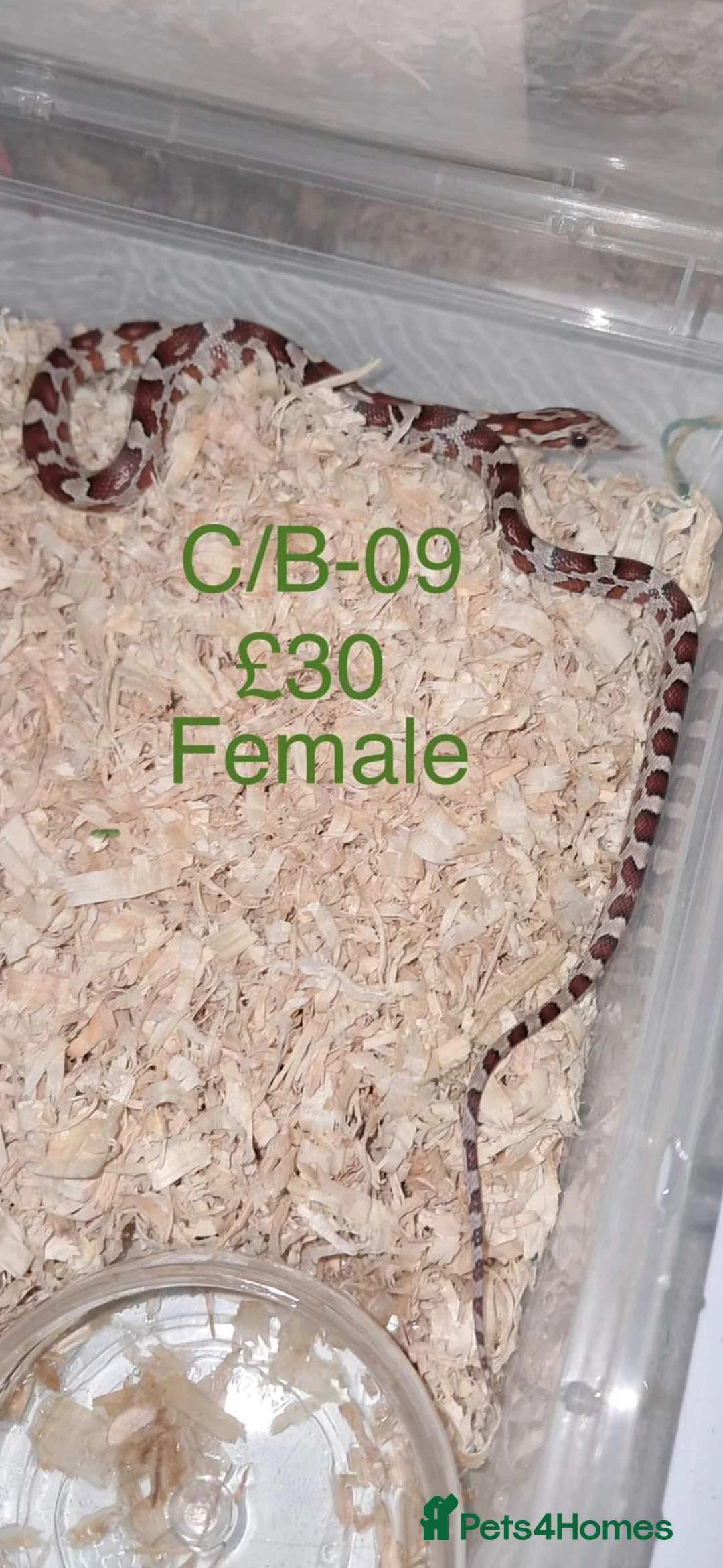 Corn Snake reptiles for sale: Baby corn snakes  - Advert 21